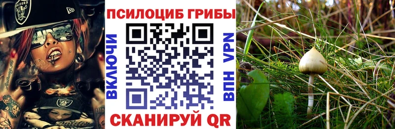 купить наркоту  Онега  omg как зайти  Псилоцибиновые грибы Psilocybe 